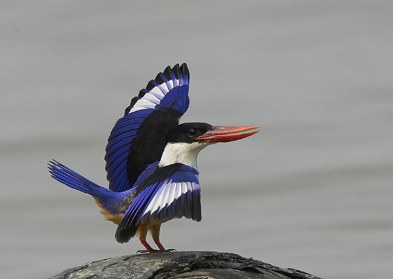 Salim Ali Bird Sanctuary